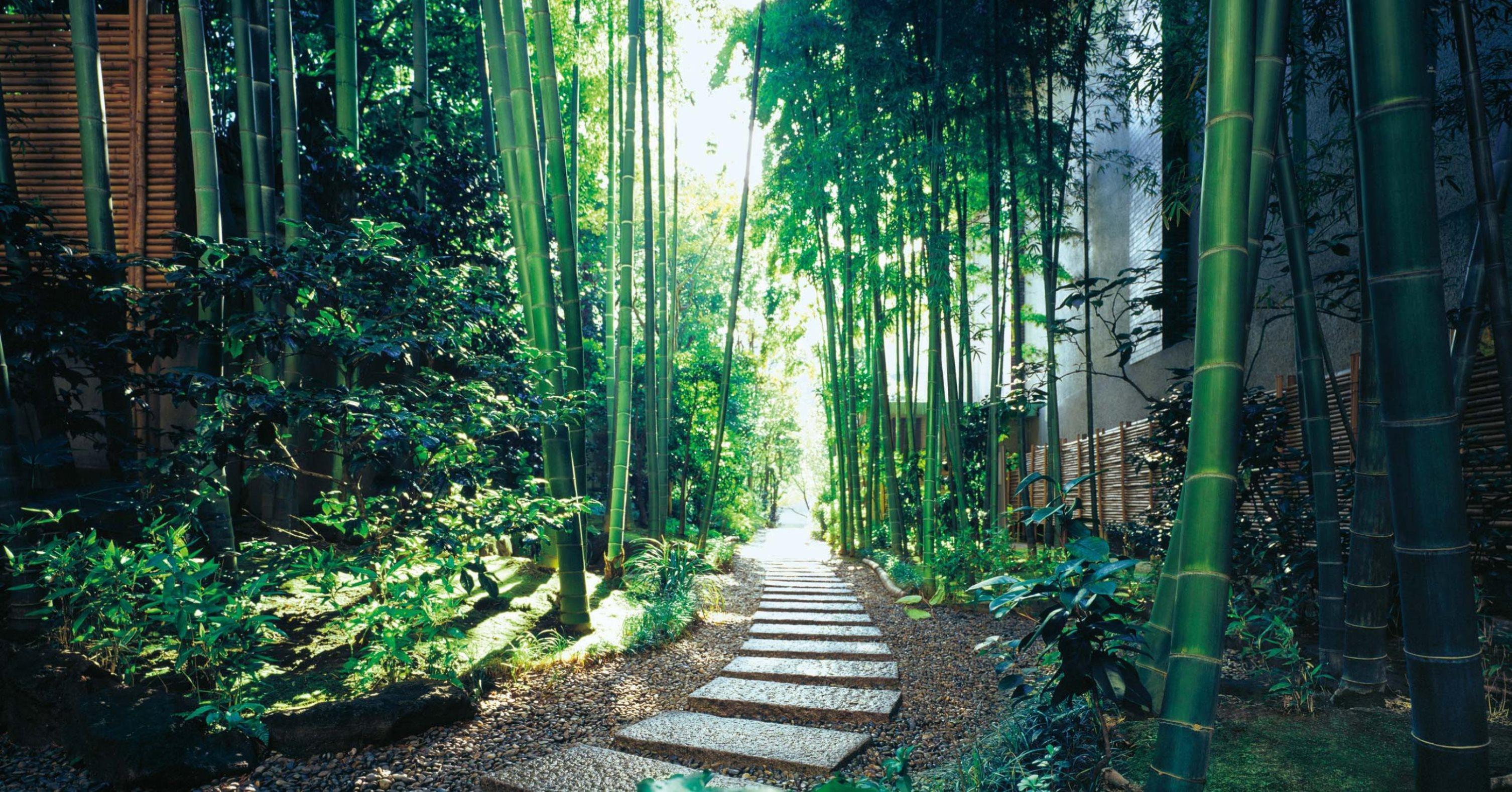 The Okura Tokyo Hotel Luaran gambar Bamboo forest in Arashiyama, Kyoto, Japan